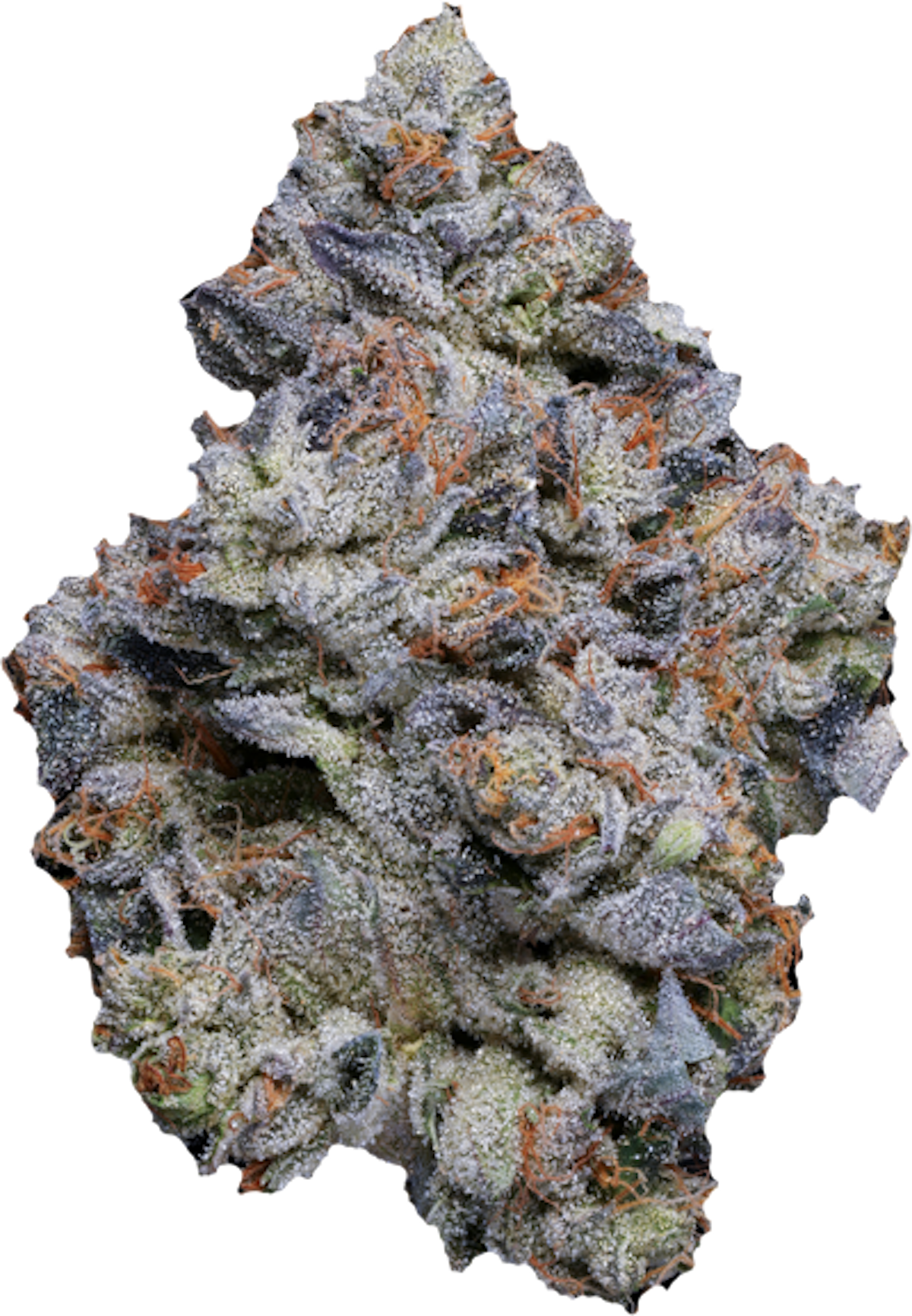 Blue Face marijuana strain flower with blueberry and diesel flavor and creative / focused effects - Rare Harvest hybrid