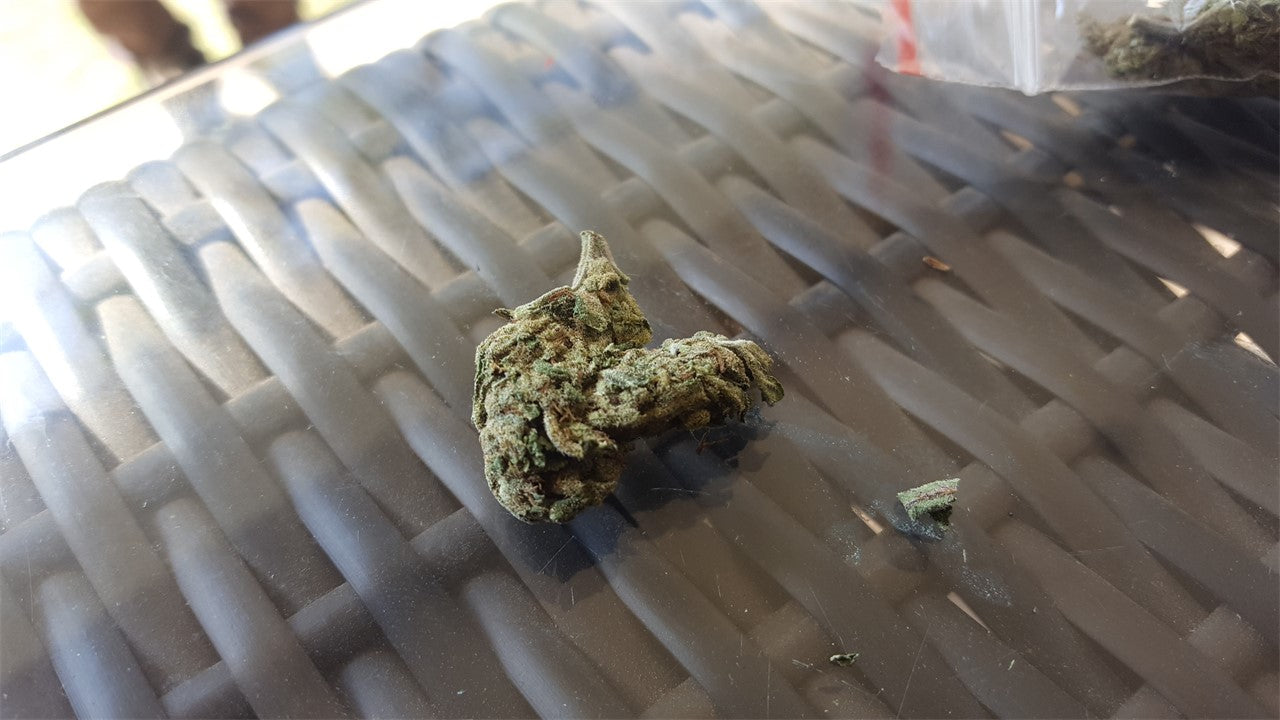 13 Dawgs marijuana strain flower with sweet and earthy flavor and uplifted / happy effects - Rare Harvest hybrid