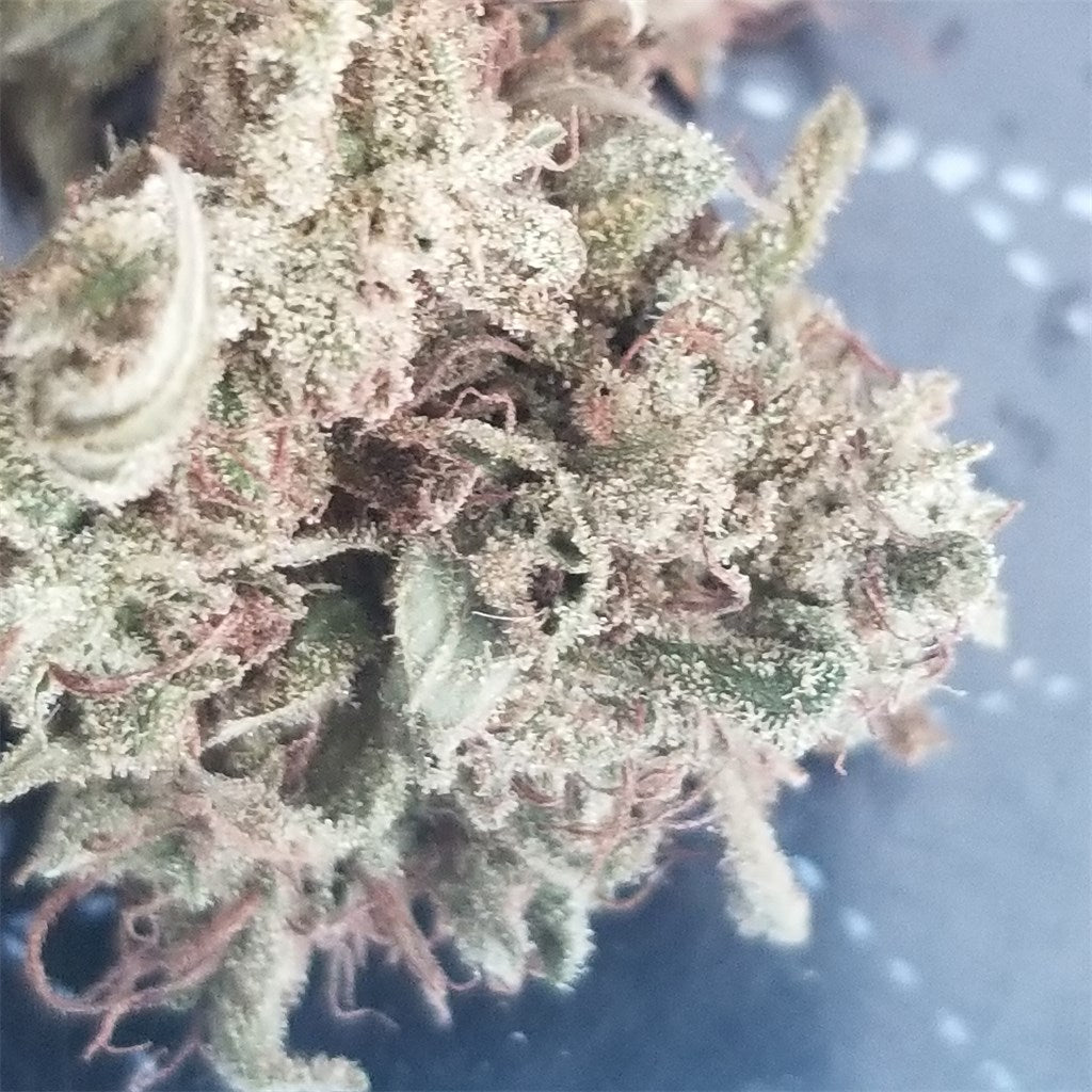 24k Gold marijuana strain flower with orange and citrus flavor and relaxed / happy effects - Rare Harvest hybrid