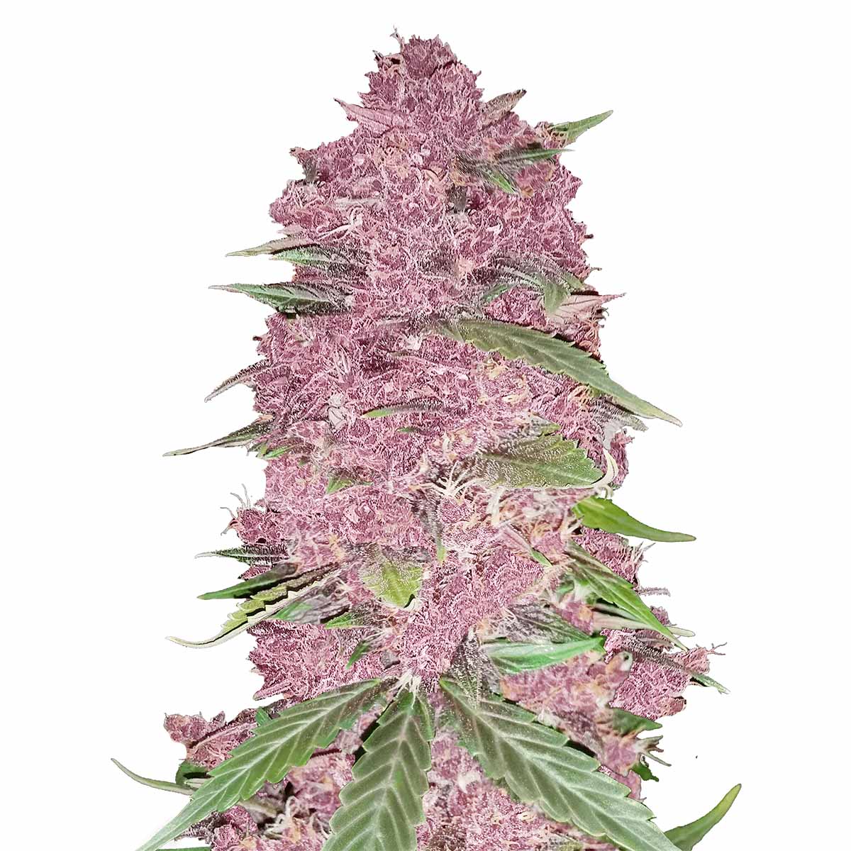 Purple Lemonade Auto marijuana strain flower with strawberry and lemon flavor and creative / euphoric effects - Rare Harvest hybrid