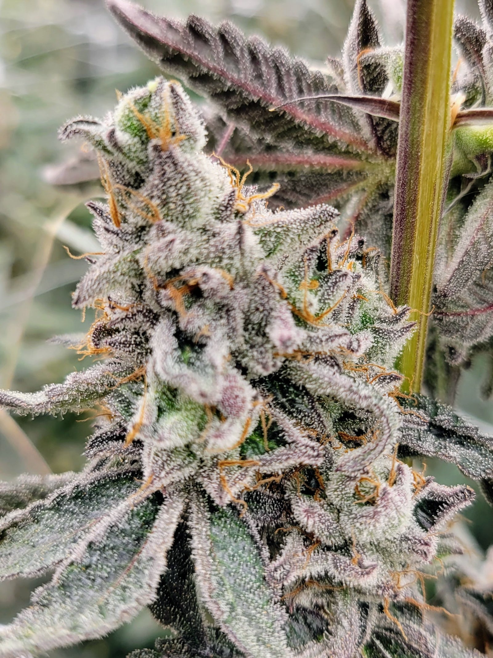TangoJack marijuana strain flower with pineapple and earthy flavor and energetic / uplifted effects - Rare Harvest sativa
