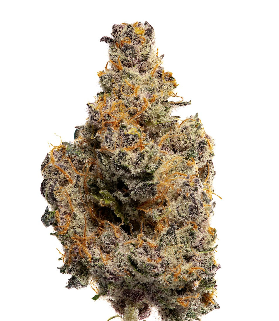 Tropical Infusion marijuana strain flower with tropical and diesel flavor and euphoric / uplifted effects - Rare Harvest hybrid