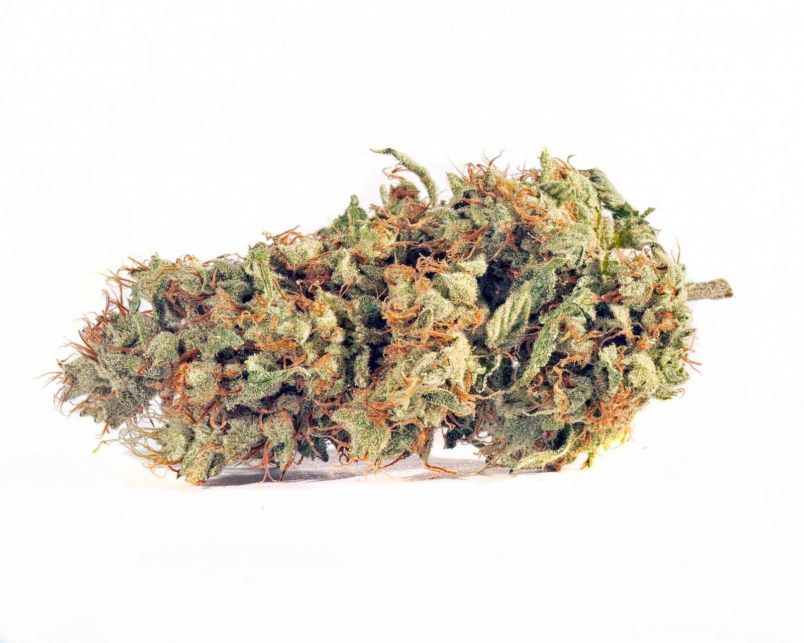 Fortissimo marijuana strain flower with diesel and apple flavor and euphoric / creative effects - Rare Harvest hybrid