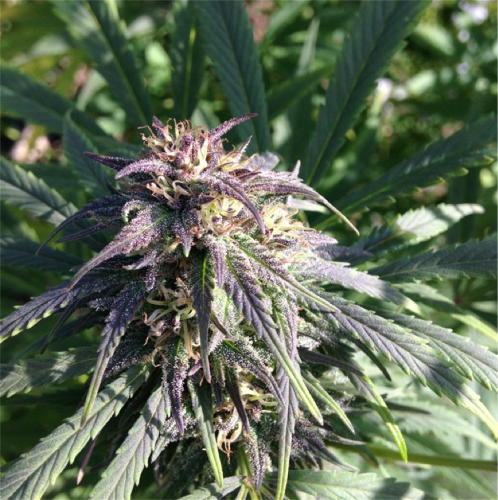 8 Ball Kush marijuana strain flower with spicy/herbal and pine flavor and relaxed / hungry effects - Rare Harvest indica