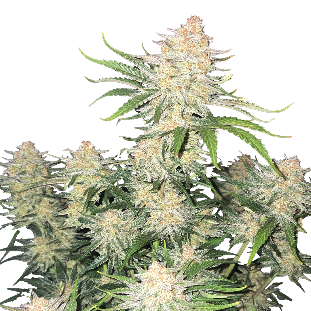 Frostbanger Auto marijuana strain flower with blueberry and blue cheese flavor and energetic / euphoric effects - Rare Harvest hybrid