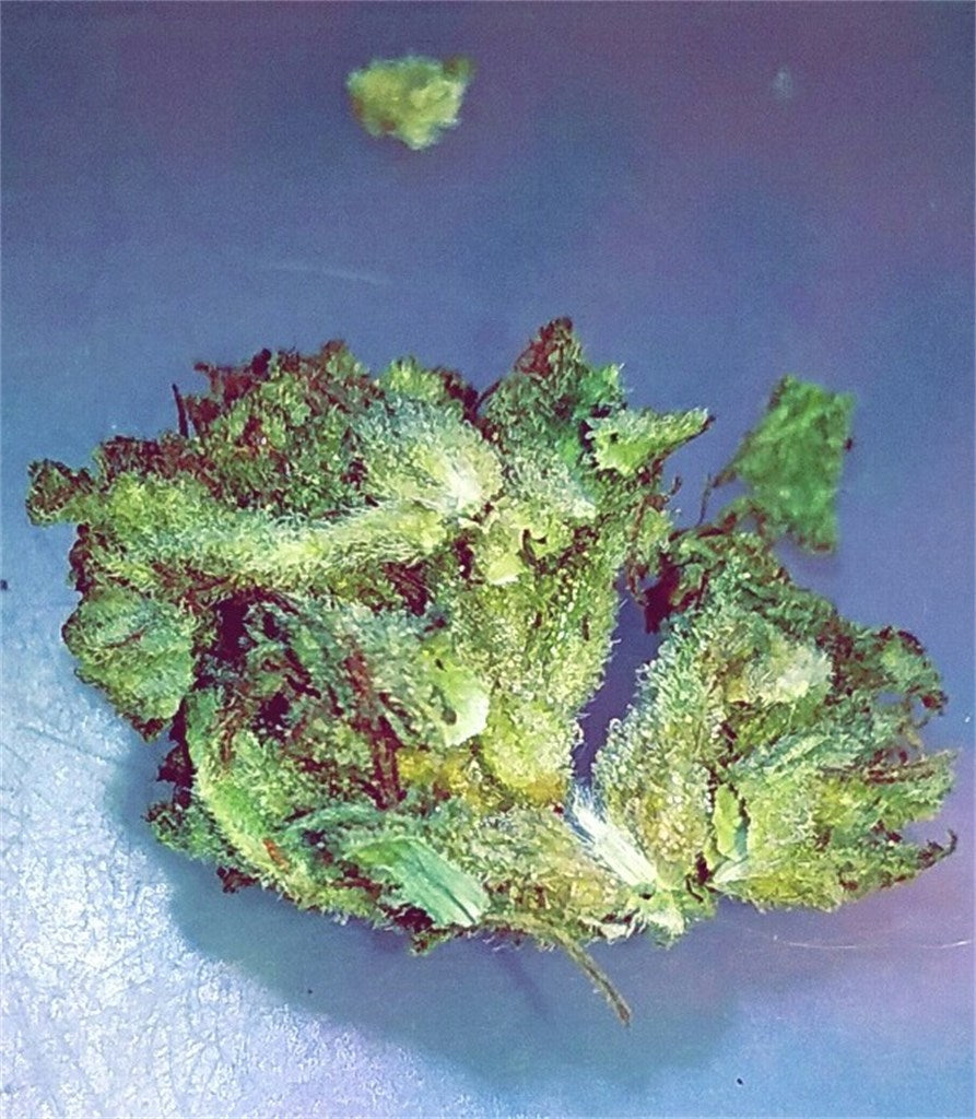 98 Aloha White Widow marijuana strain flower with diesel and pungent flavor and euphoric / giggly effects - Rare Harvest hybrid