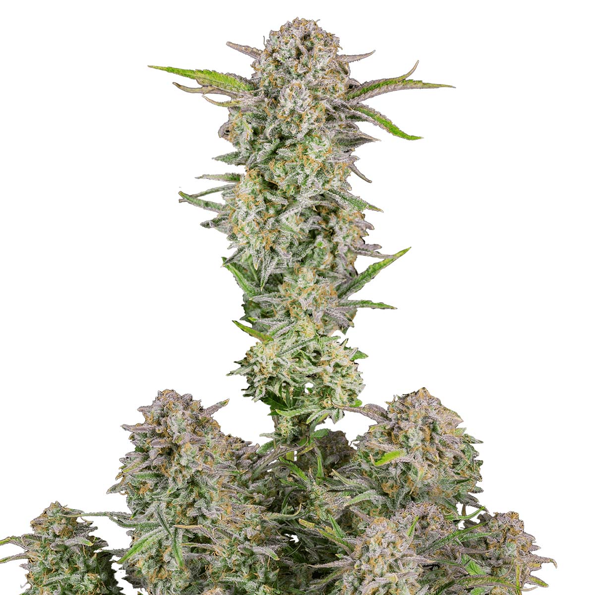 Bruce Banner Auto marijuana strain flower with lemon and pine flavor and happy / focused effects - Rare Harvest hybrid