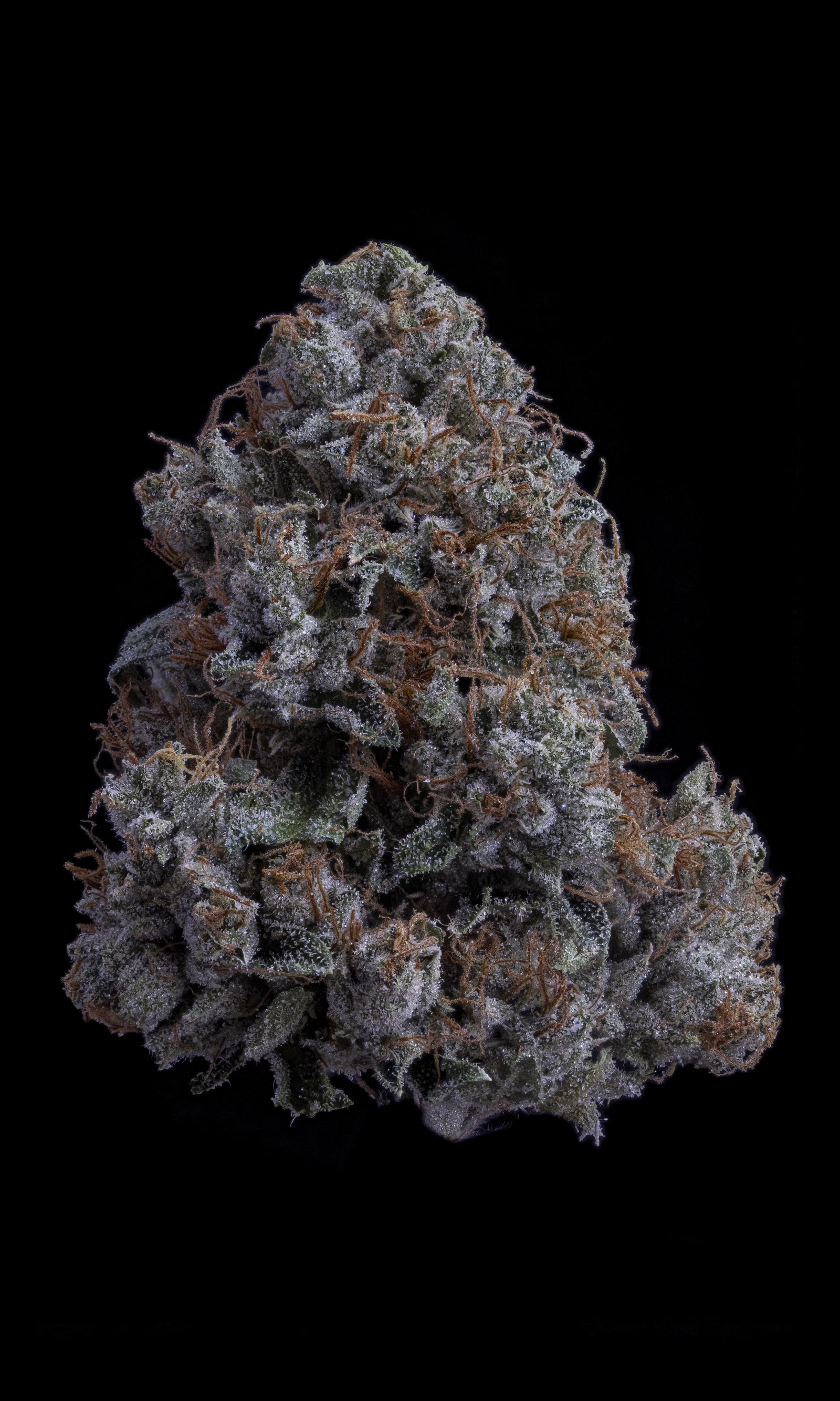 K1 OG marijuana strain flower with diesel and earthy flavor and uplifted / energetic effects - Rare Harvest hybrid