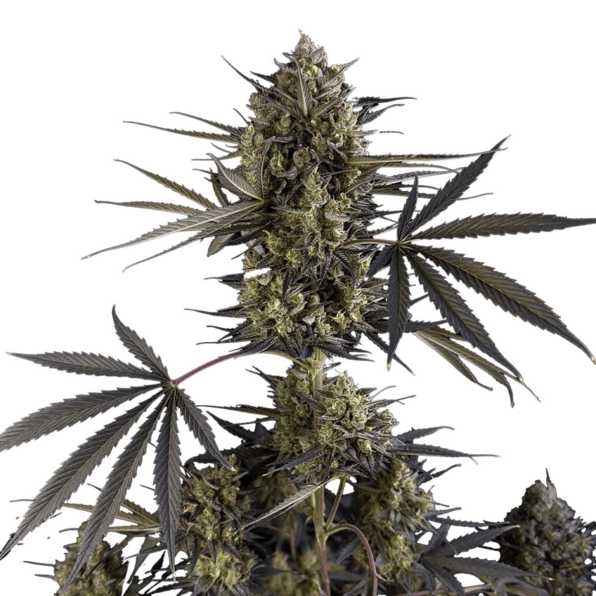 Pound Cake Auto marijuana strain flower with nutty and butter flavor and energetic / happy effects - Rare Harvest hybrid