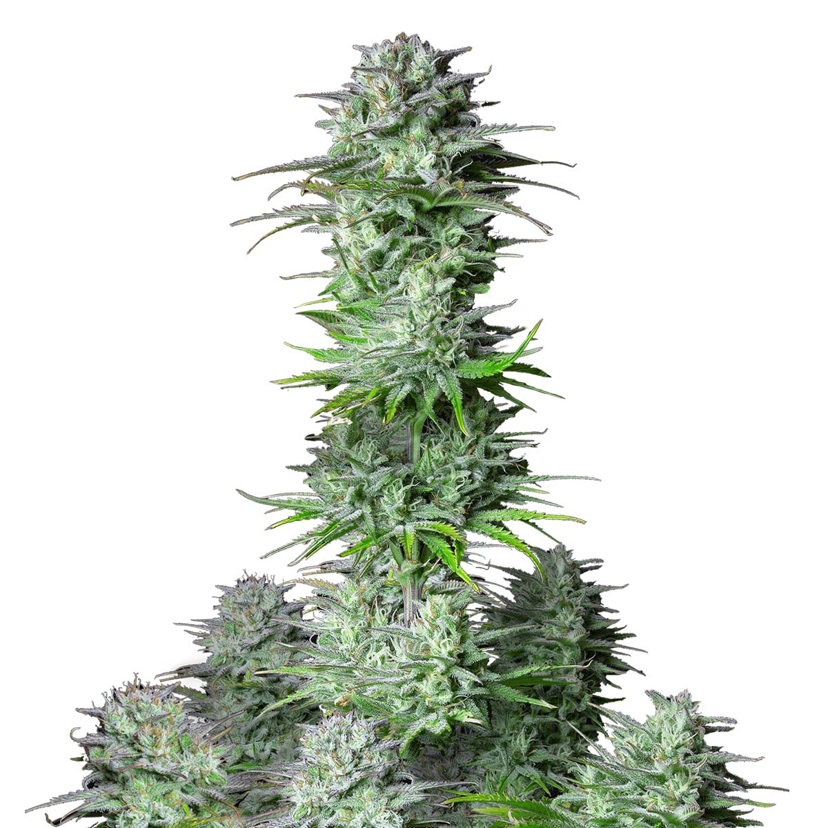 Kosher Cake Auto marijuana strain flower - Rare Harvest hybrid