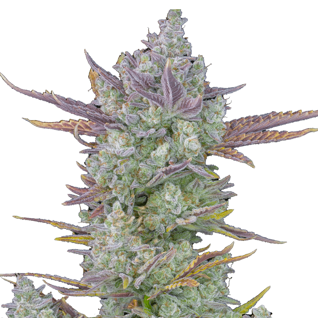 Gorilla Cookies Auto marijuana strain flower with nutty and mint flavor and creative / relaxed effects - Rare Harvest hybrid
