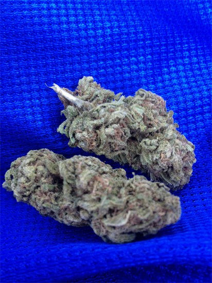 Blue Bayou marijuana strain flower with diesel and tropical flavor and creative / energetic effects - Rare Harvest sativa