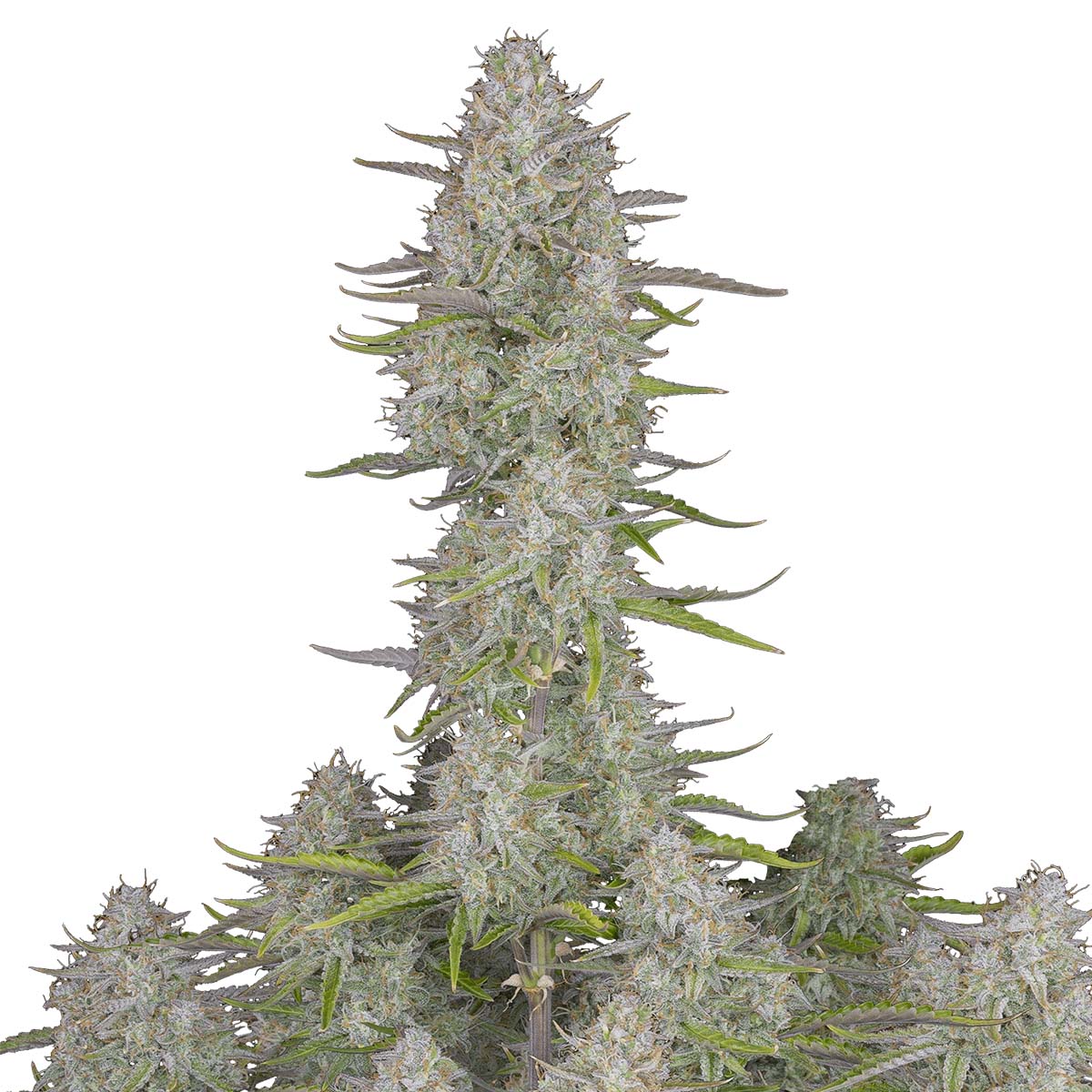 Wedding Cheesecake Auto marijuana strain flower with cheese and sweet flavor and euphoric / focused effects - Rare Harvest hybrid