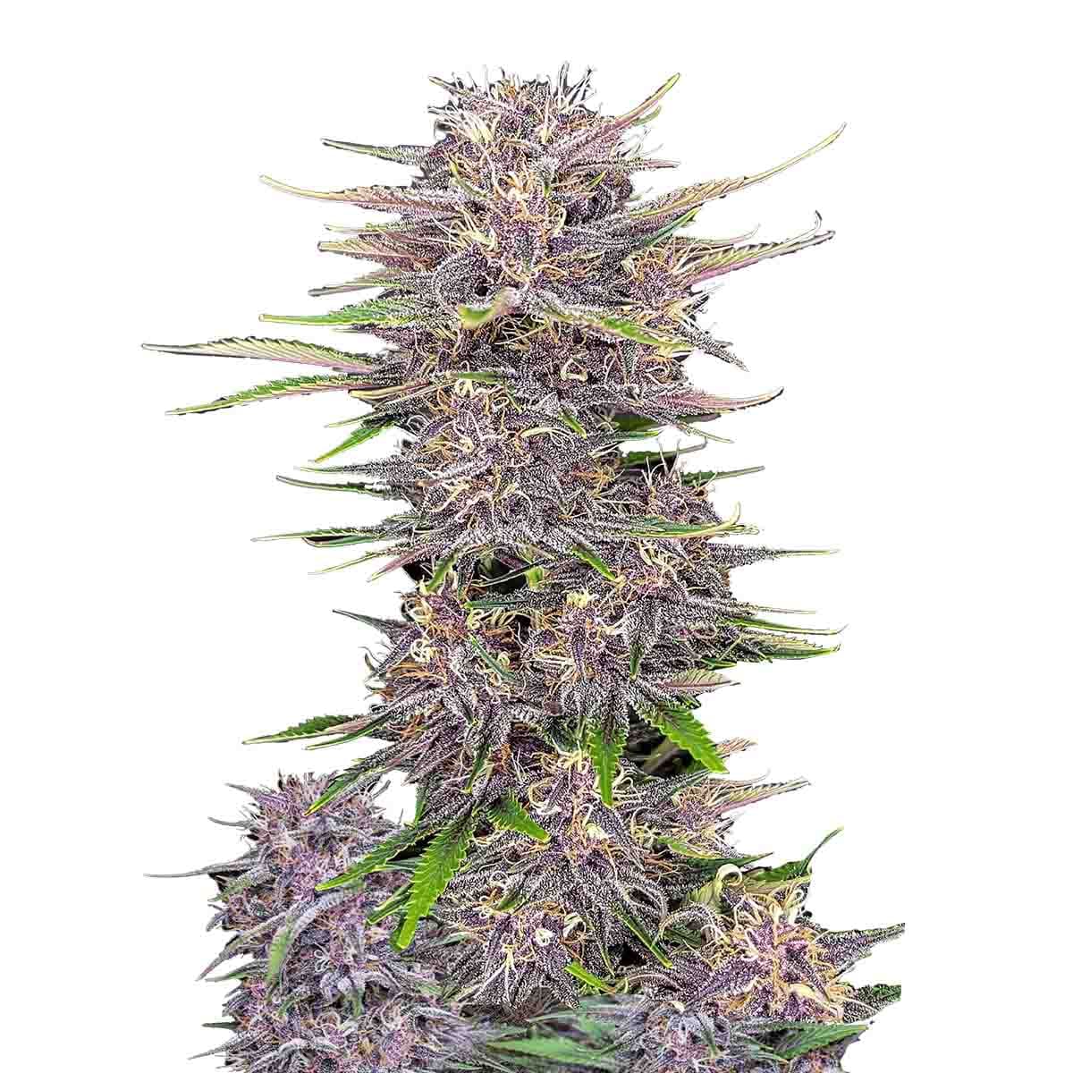 Banana Purple Punch Auto marijuana strain flower with tree fruit and butter flavor and giggly / hungry effects - Rare Harvest indica