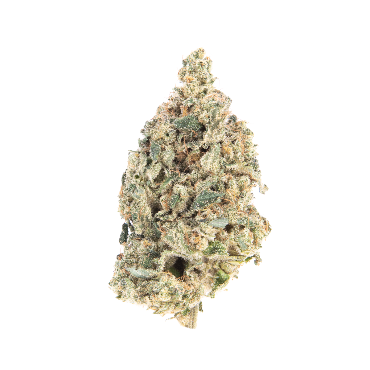 Pineapple Rose marijuana strain flower - Rare Harvest hybrid