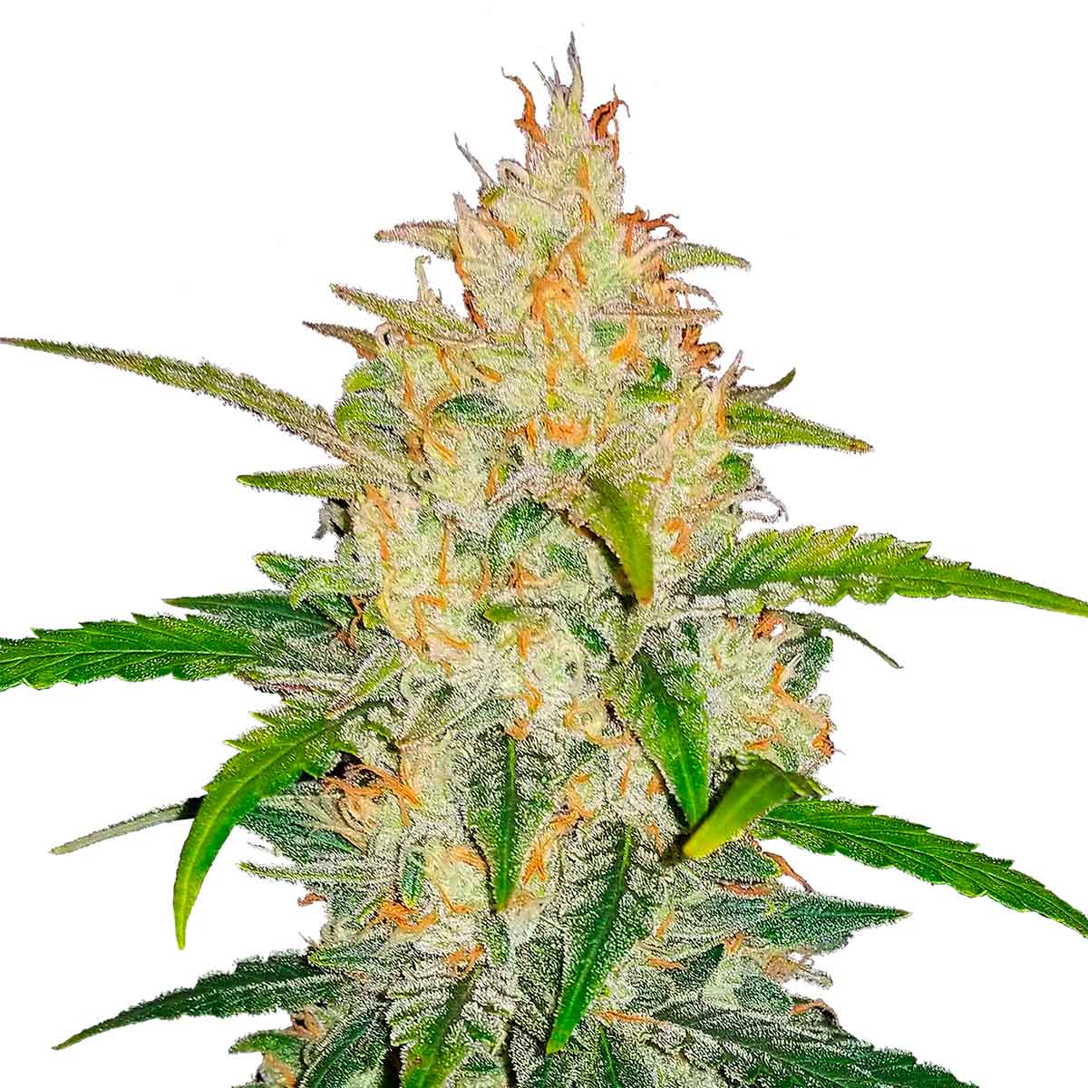 Zkittlez Auto marijuana strain flower with grape and sweet flavor and energetic / talkative effects - Rare Harvest hybrid
