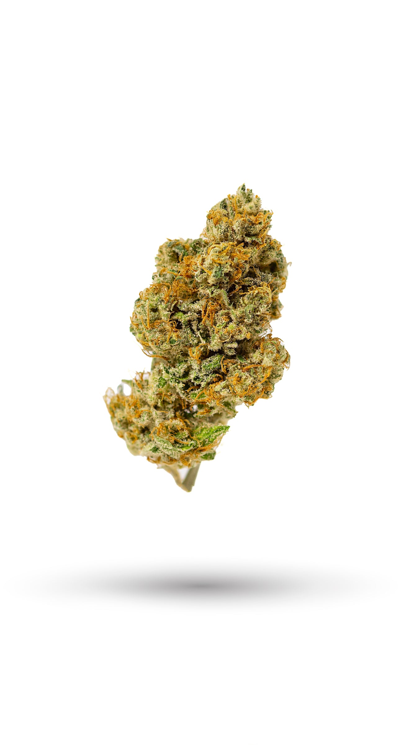 Palisade Poison marijuana strain flower with earthy and woody flavor and energetic / focused effects - Rare Harvest sativa