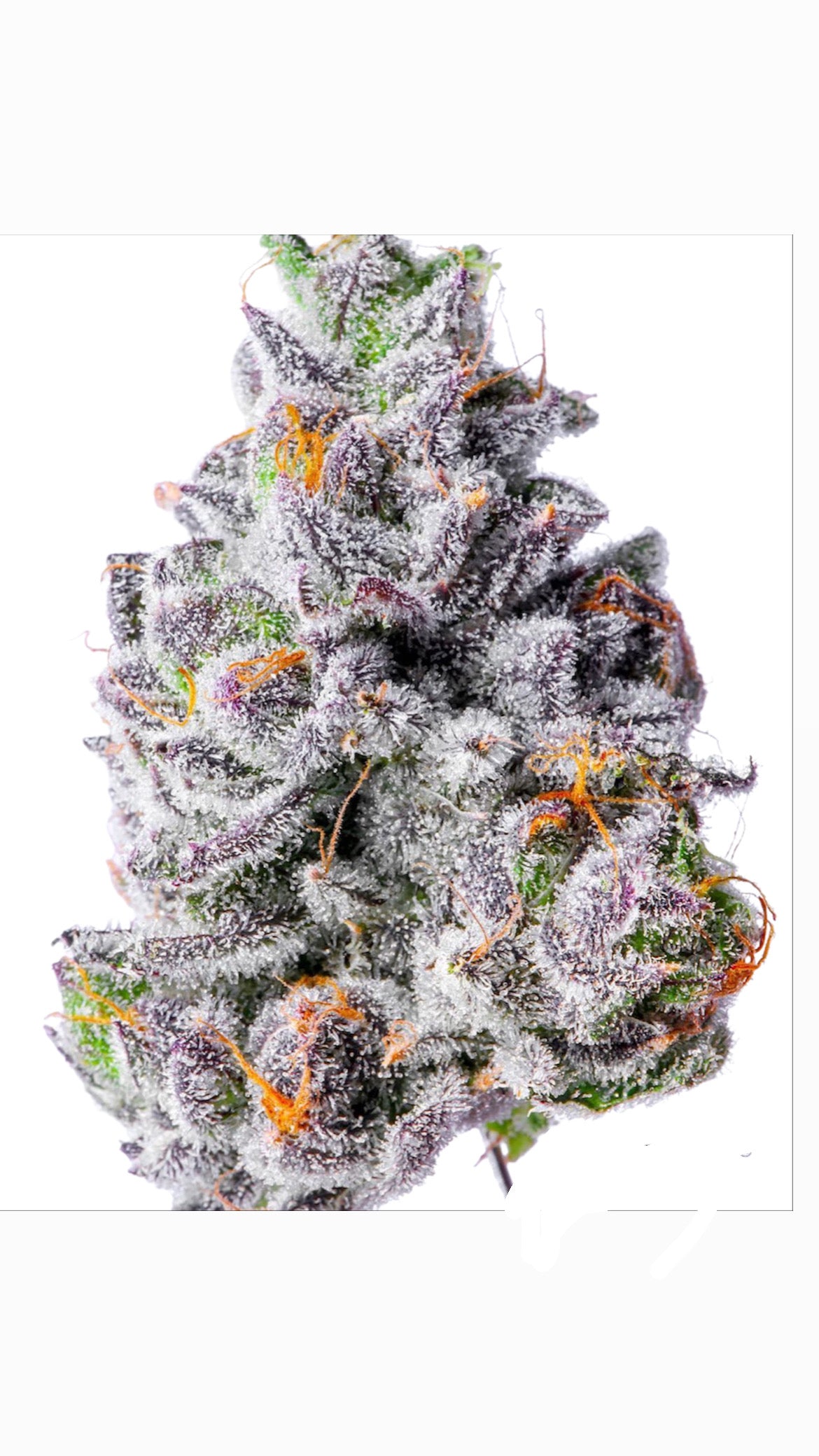 Mega Dummiez marijuana strain flower with pungent and flowery flavor and euphoric / tingly effects - Rare Harvest hybrid