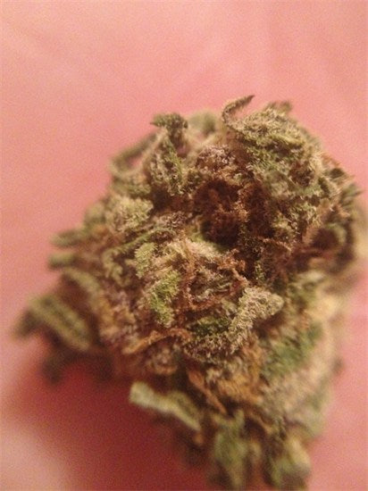 Goldwing marijuana strain flower and energetic / creative effects - Rare Harvest sativa
