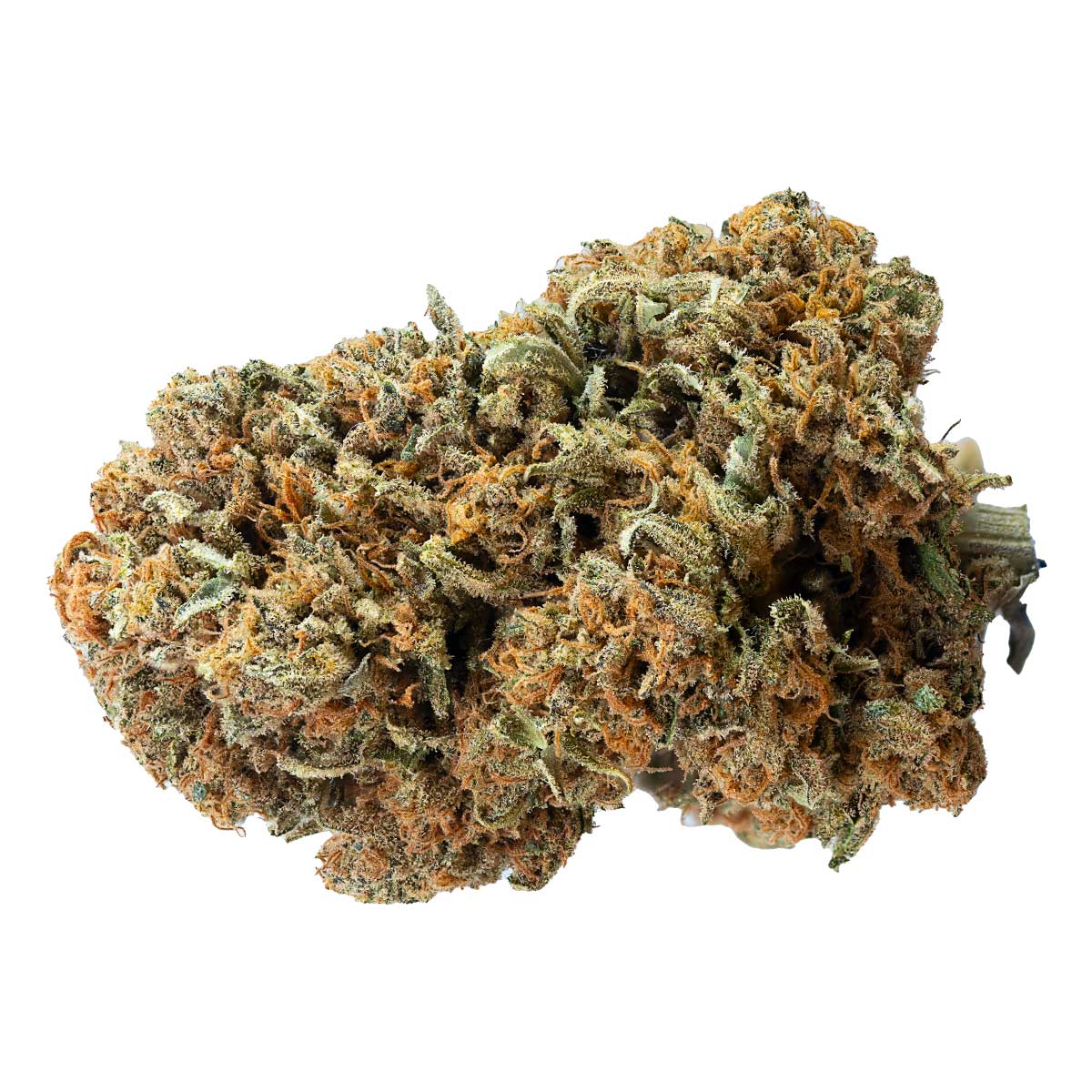 Papaya Zoap F1 (Fast Version) marijuana strain flower - Rare Harvest hybrid