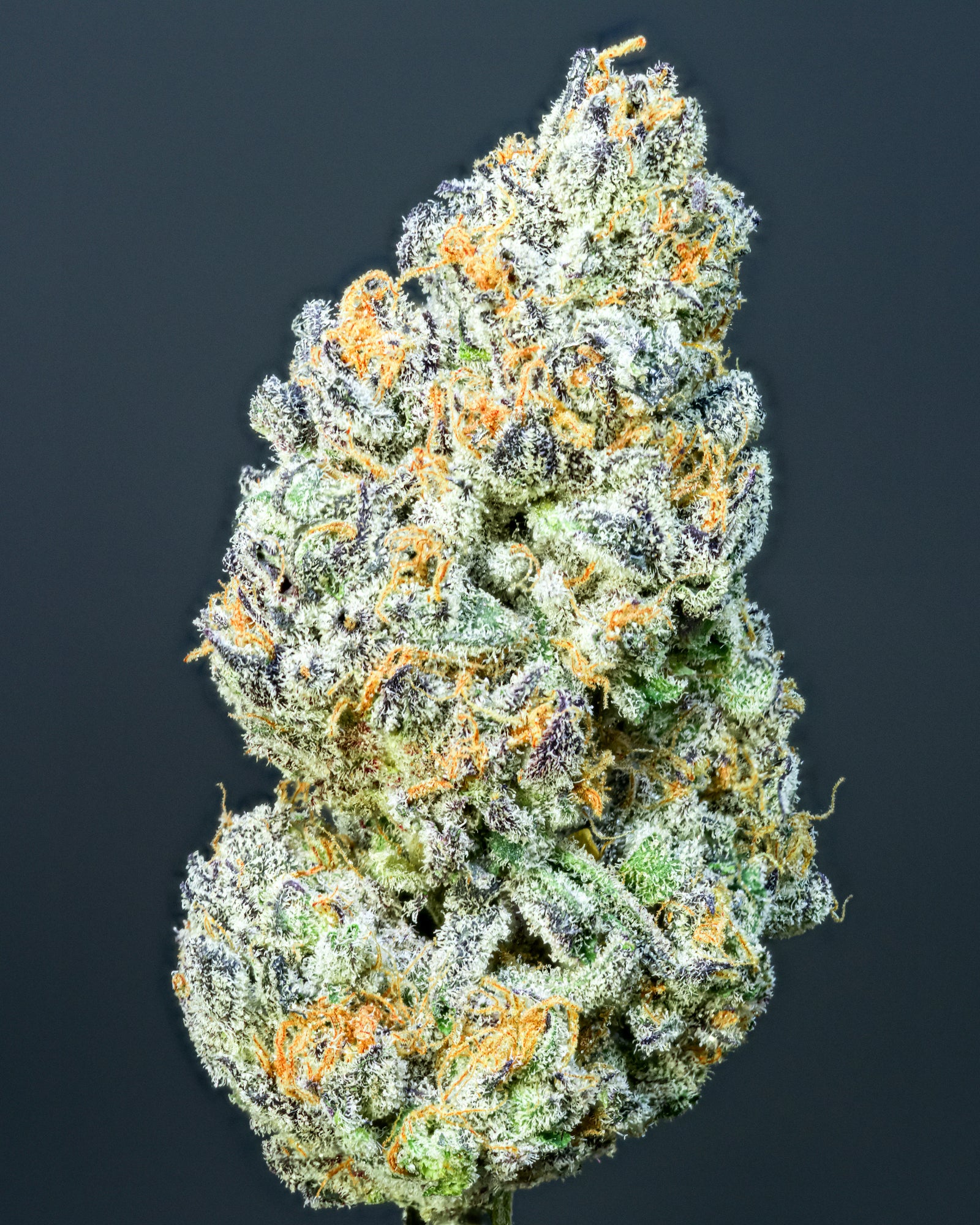 Sour Spreez marijuana strain flower with diesel and berry flavor and happy / euphoric effects - Rare Harvest hybrid