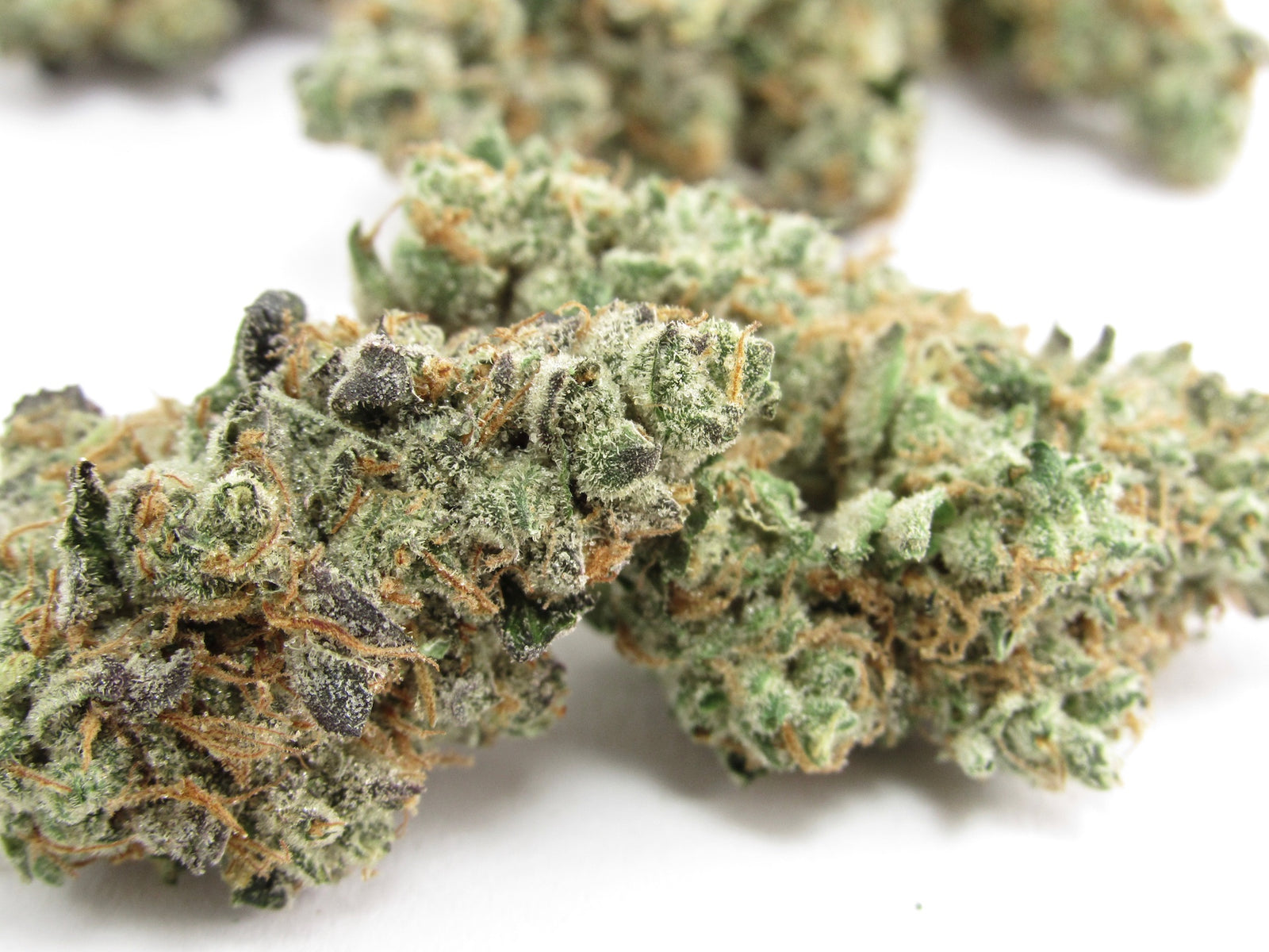 The Judge marijuana strain flower and happy / sleepy effects - Rare Harvest hybrid