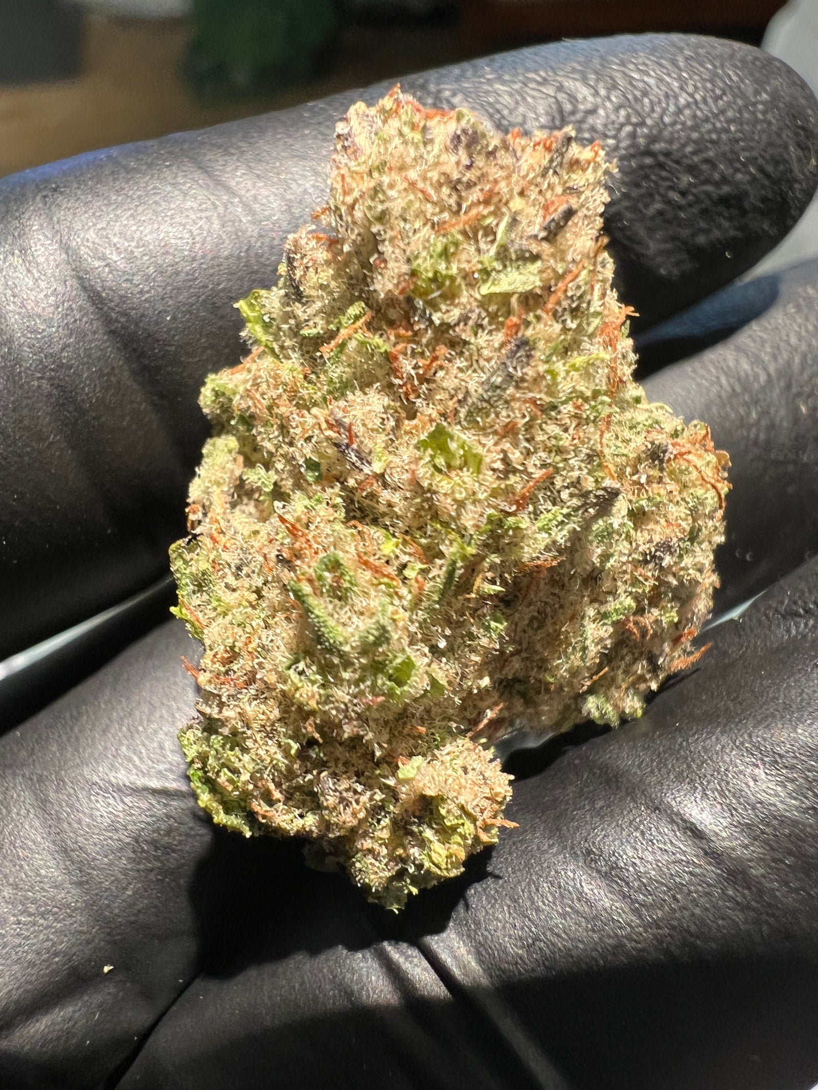 White Wookie marijuana strain flower with vanilla and diesel flavor and euphoric / happy effects - Rare Harvest hybrid
