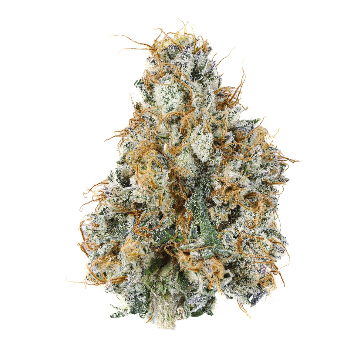 Gary Payton marijuana strain flower with apricot and pepper flavor and giggly / relaxed effects - Rare Harvest hybrid