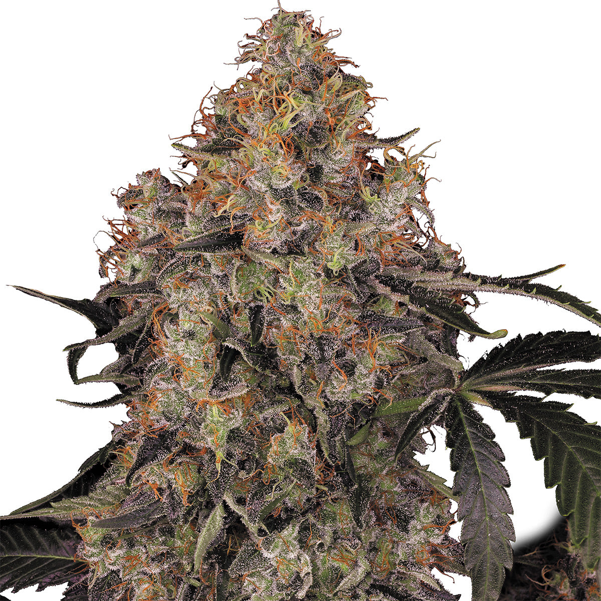 Blue Kush Berry marijuana strain flower and talkative / focused effects - Rare Harvest indica