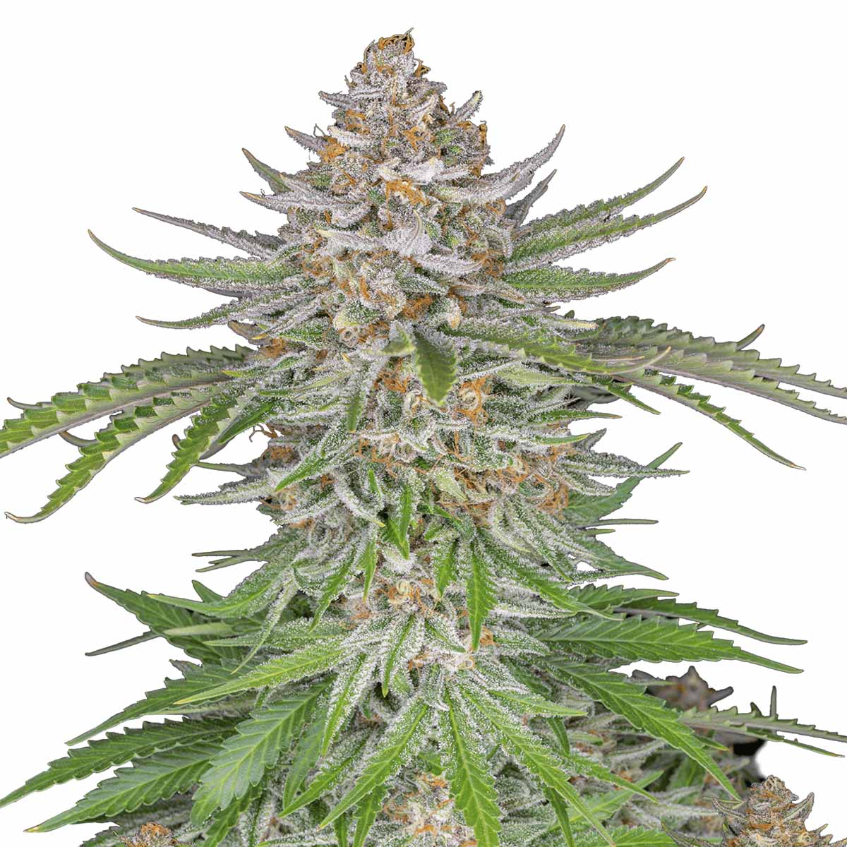 Strawberry Pie Auto marijuana strain flower - Rare Harvest hybrid