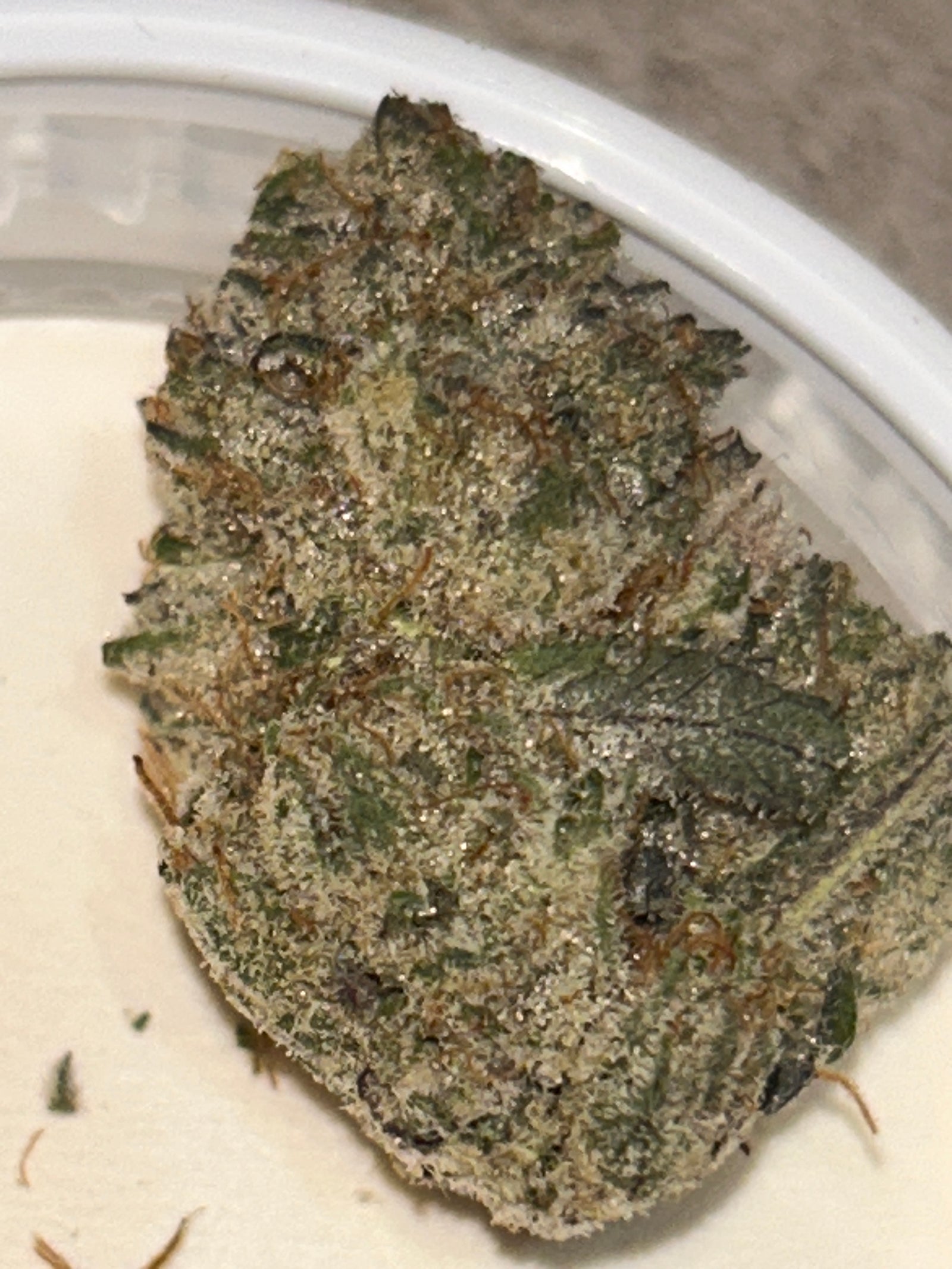 Juicy Berry marijuana strain flower with berry and apple flavor and energetic / creative effects - Rare Harvest hybrid