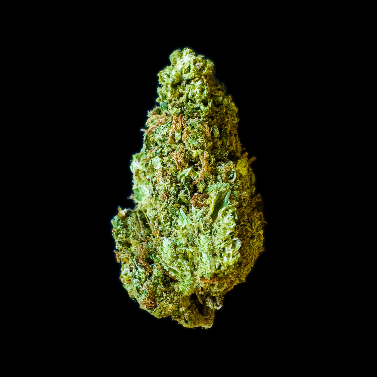 Galileo Kush marijuana strain flower and creative / euphoric effects - Rare Harvest hybrid