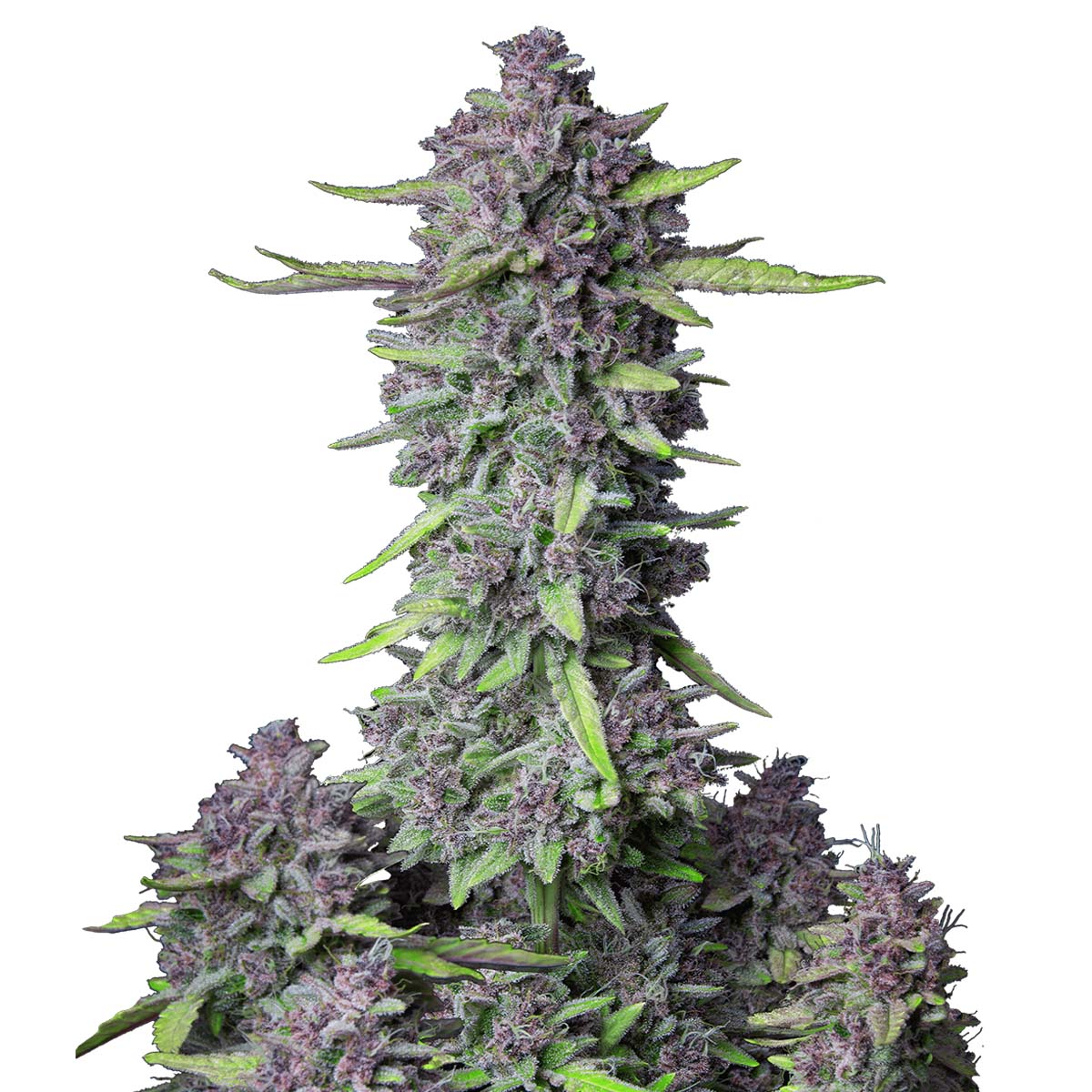 Purple Punch Auto marijuana strain flower - Rare Harvest indica