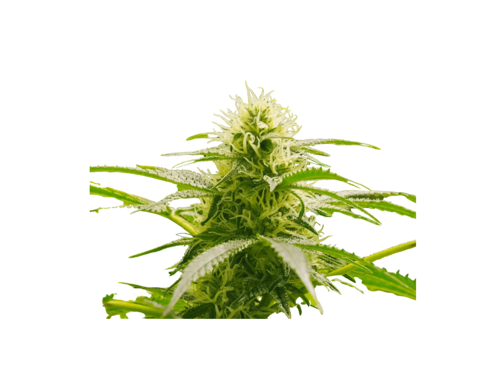 Mango Cake marijuana strain flower with sweet and pungent flavor and sleepy / relaxed effects - Rare Harvest sativa