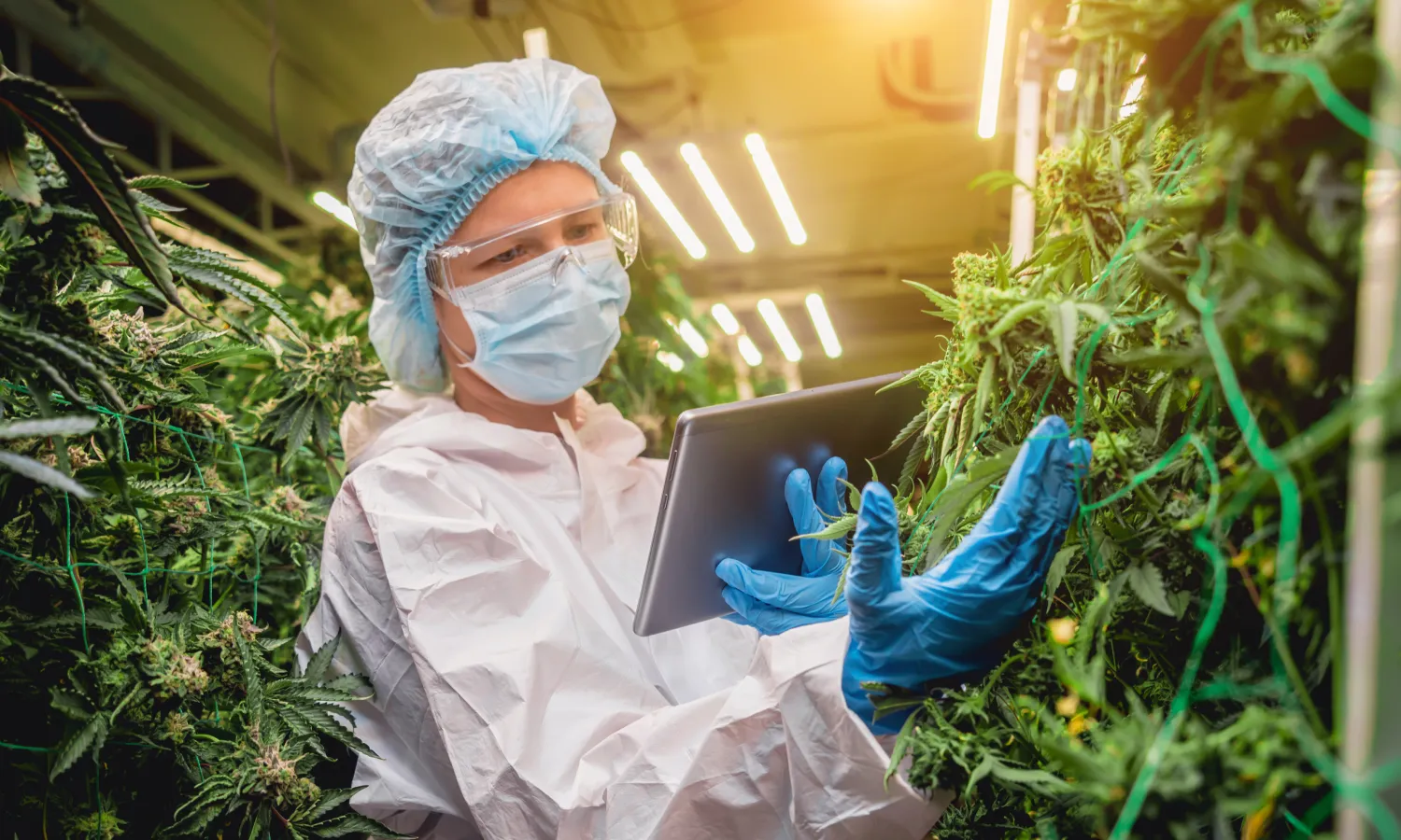 Know Your Weed: Rare Harvest Third-Party Lab Testing