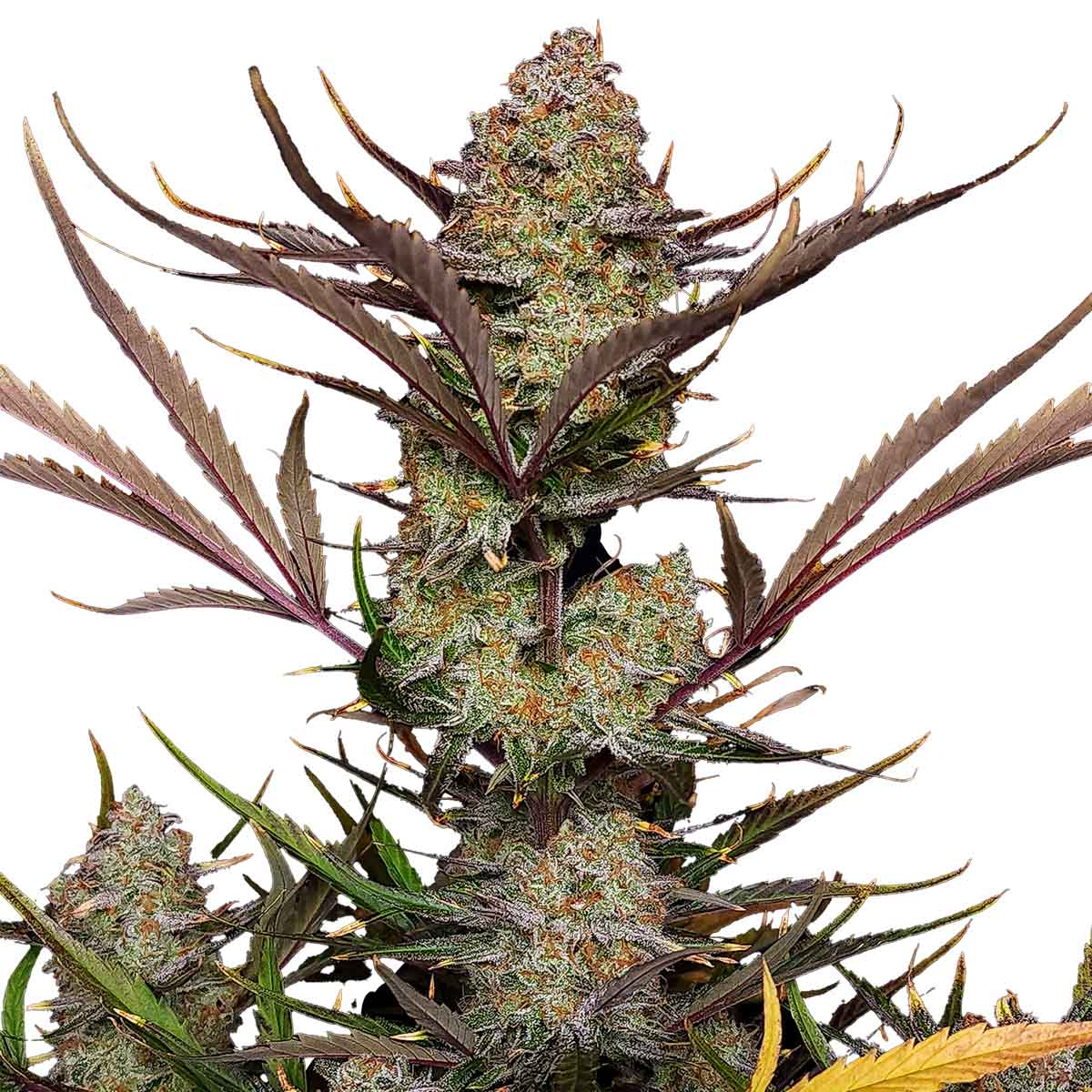 Apple Strudel Auto marijuana strain flower with sweet and tree fruit flavor and talkative / hungry effects - Rare Harvest hybrid