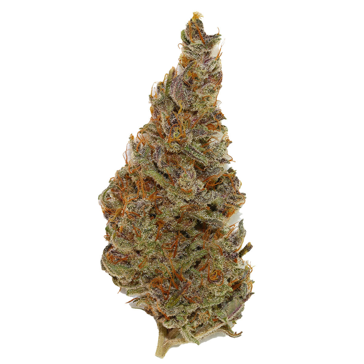 Sweet Gelato Auto marijuana strain flower - Rare Harvest hybrid