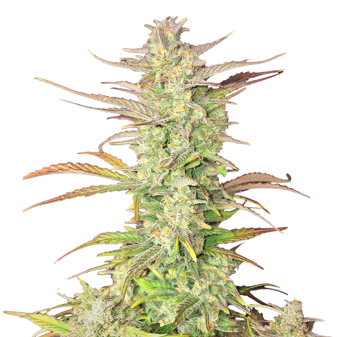 Z-Up Auto marijuana strain flower and energetic / creative effects - Rare Harvest sativa