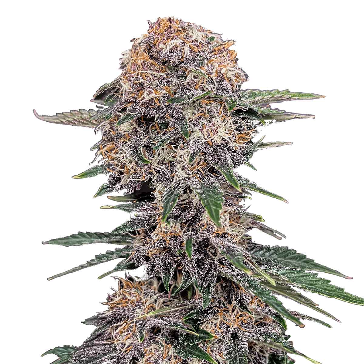 Cherry Cola Auto marijuana strain flower with diesel and pine flavor and creative / happy effects - Rare Harvest hybrid