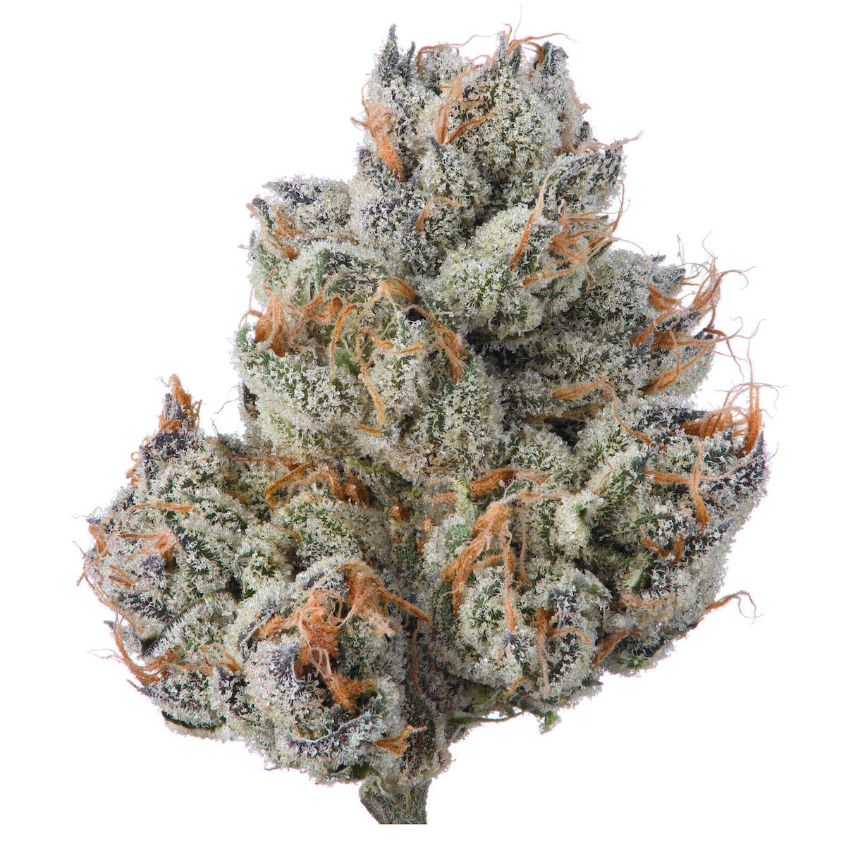 Point Breeze marijuana strain flower with diesel and grape flavor and creative / uplifted effects - Rare Harvest hybrid