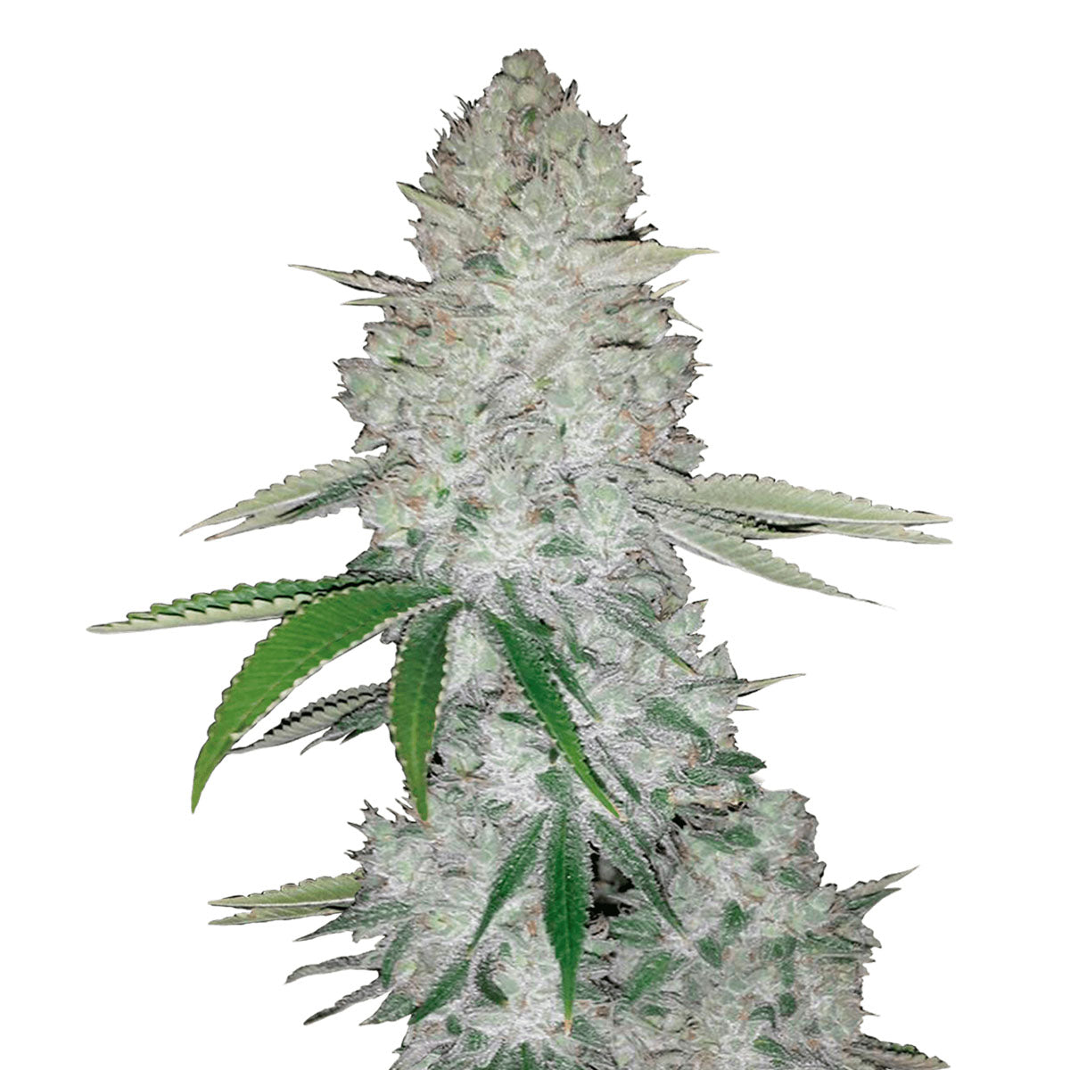 Gorilla Auto marijuana strain flower with lemon and pine flavor and euphoric / focused effects - Rare Harvest hybrid