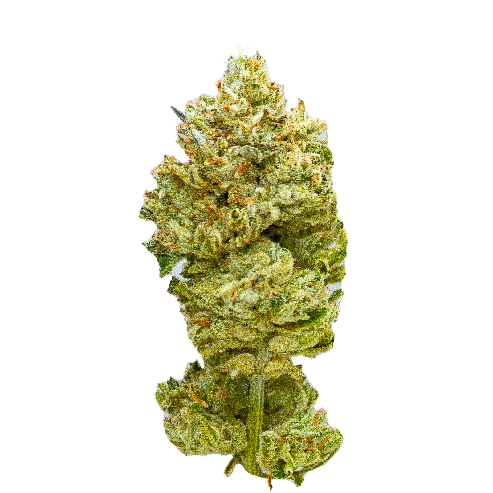 Mt. Citrus marijuana strain flower with citrus and flowery flavor and energetic / uplifted effects - Rare Harvest hybrid