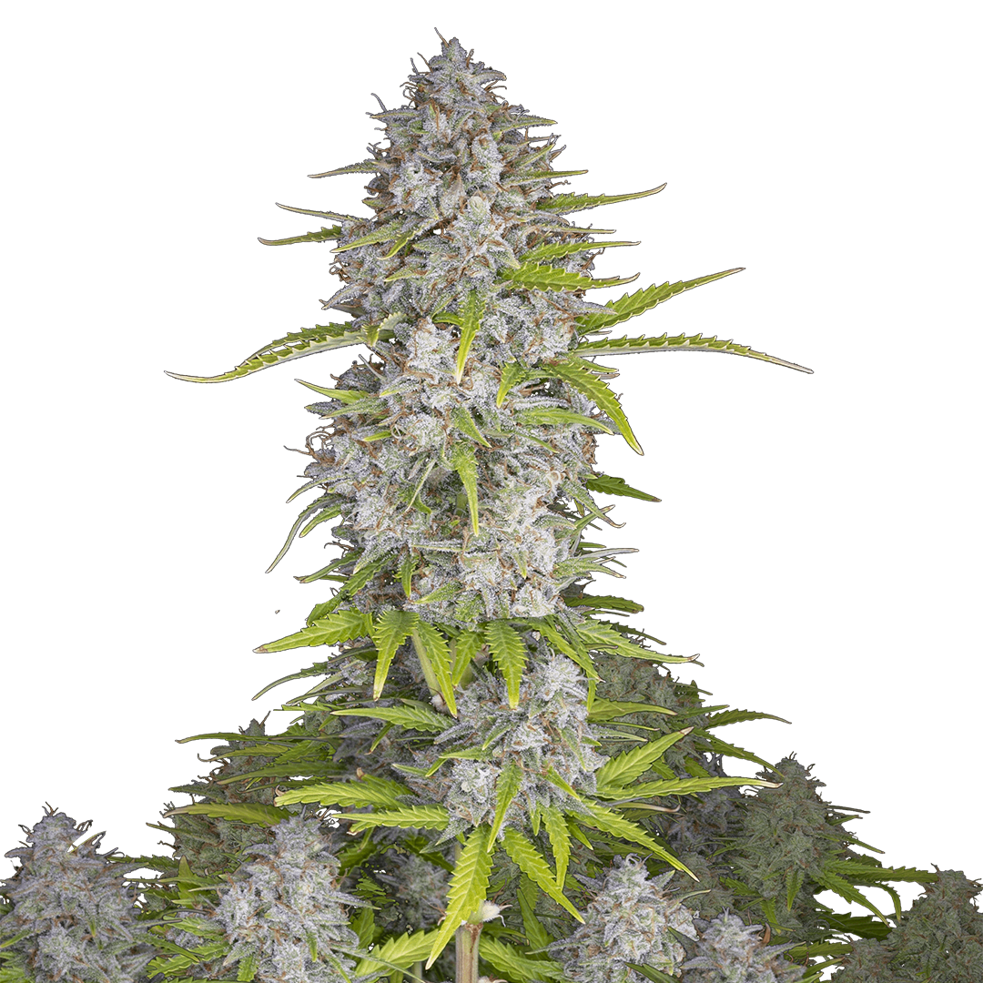 Orange Sherbet Auto marijuana strain flower with citrus and sweet flavor and uplifted / happy effects - Rare Harvest hybrid