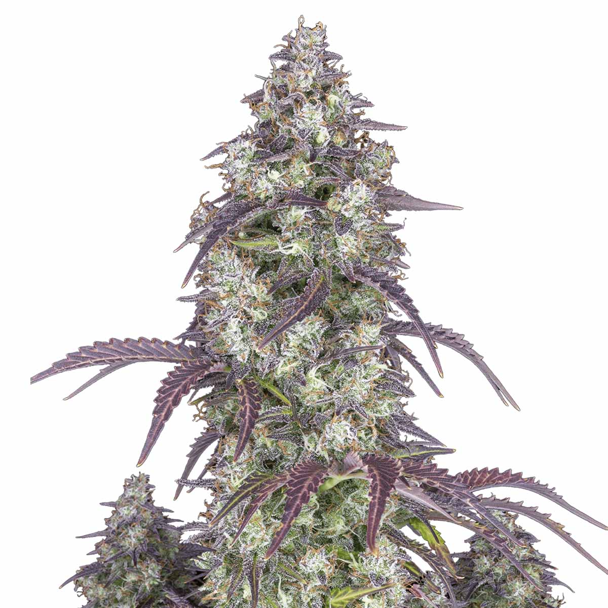 Lemon Pie Auto marijuana strain flower with lemon and vanilla flavor and energetic / happy effects - Rare Harvest hybrid