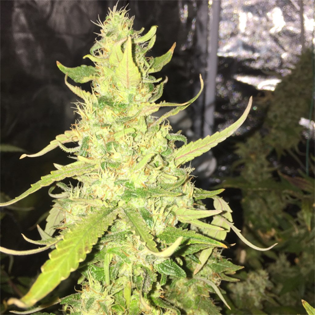 A-10 marijuana strain flower with strawberry and grape flavor and creative / euphoric effects - Rare Harvest indica