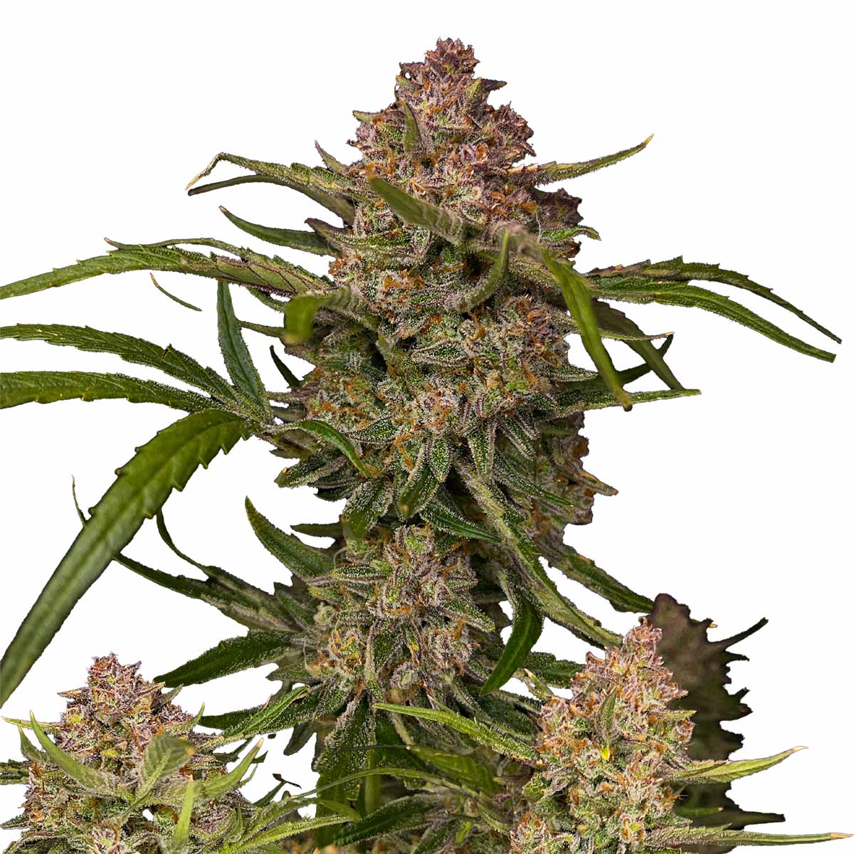 Guava Auto marijuana strain flower and giggly / hungry effects - Rare Harvest hybrid