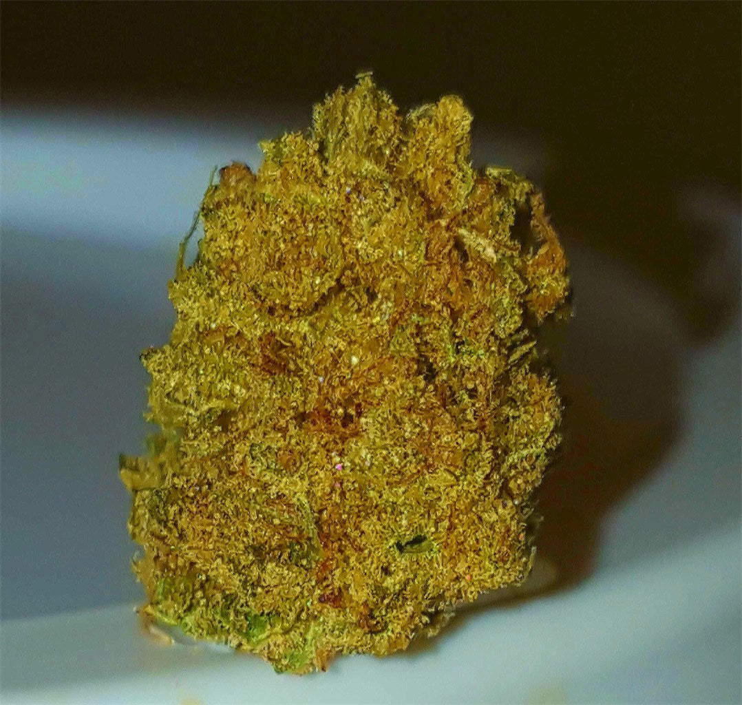 Acapulco Gold marijuana strain flower with honey and coffee flavor and focused / energetic effects - Rare Harvest sativa