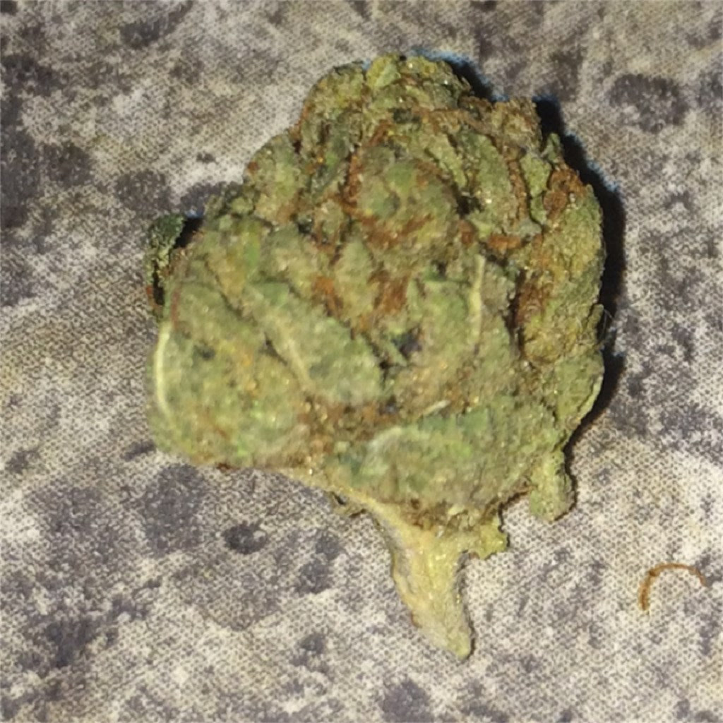 Ace Killer OG marijuana strain flower with diesel and pine flavor and sleepy / relaxed effects - Rare Harvest indica