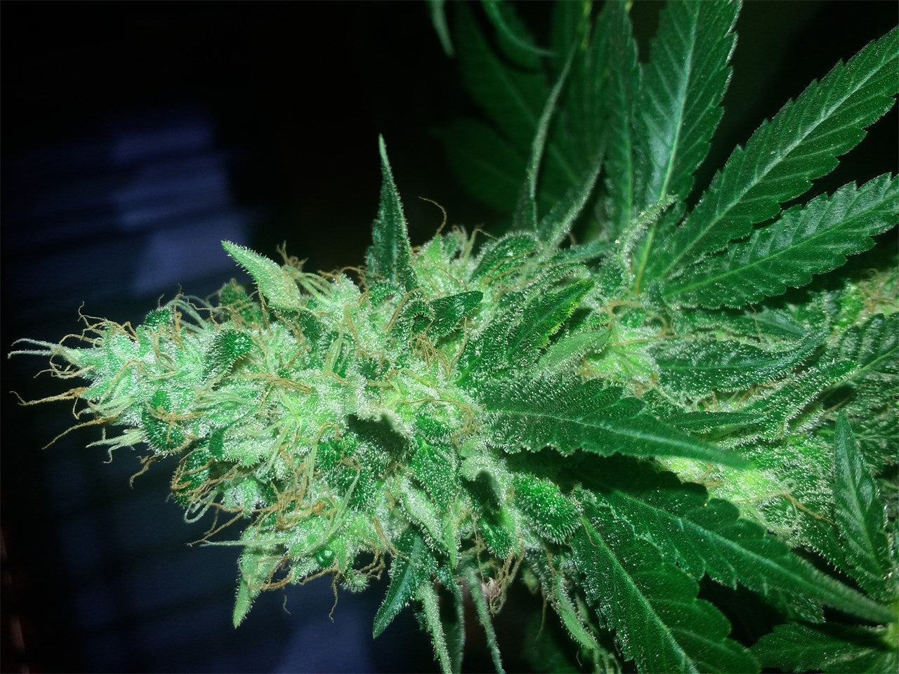 Acid marijuana strain flower with diesel and chemical flavor and creative / energetic effects - Rare Harvest hybrid