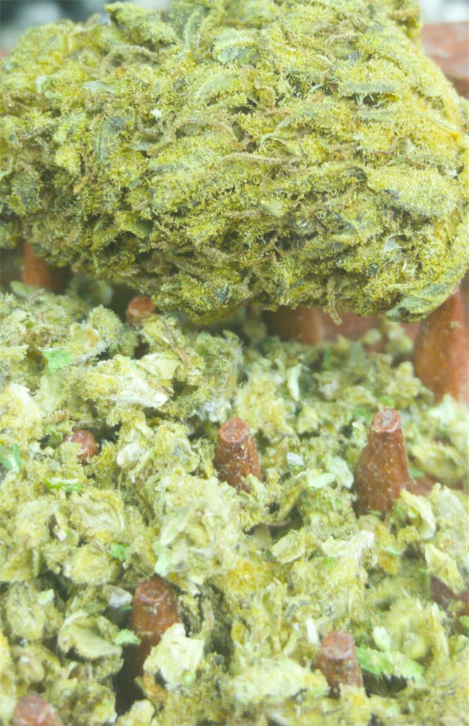 Afghan Big Bud marijuana strain flower with vanilla and pungent flavor and euphoric / hungry effects - Rare Harvest indica